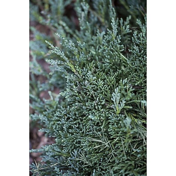 Juniperus Horizontalis Wiltonii Kriech-Wacholder Ca. 9x9 cm Topf günstig online kaufen