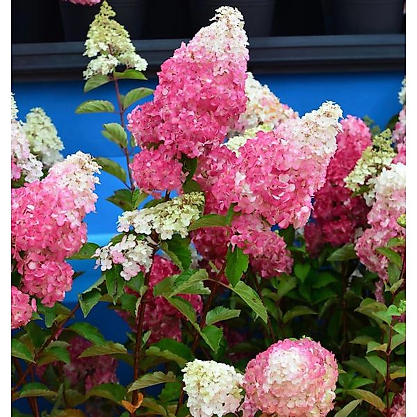 Rispenhortensie Fraise Melba 80-100cm - Hydrangea paniculata günstig online kaufen