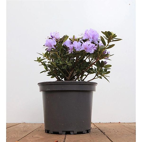 Rhododendron Russatum Purple Pillow Lila Blüten 10–15 cm günstig online kaufen