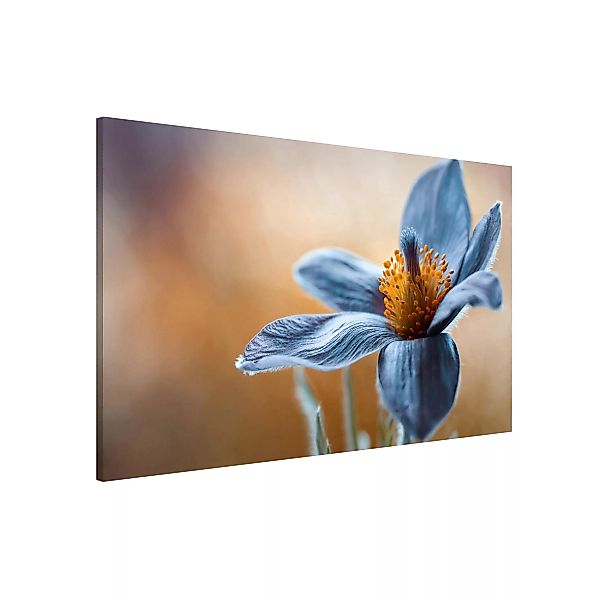 Magnettafel Blumen - Querformat 3:2 Kuhschelle in Blau günstig online kaufen