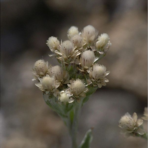 Katzenpfötchen Alba - Antennaria dioica günstig online kaufen