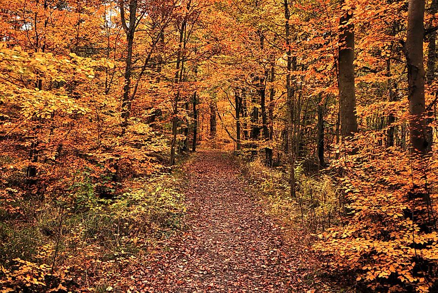 Papermoon Fototapete "Waldweg" günstig online kaufen