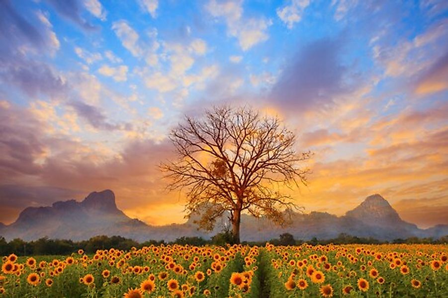 Papermoon Fototapete »Sonnenblumenlandschaft« günstig online kaufen