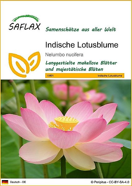 SAFLAX Blumensamen SAFLAX - Samen - Indische Lotusblume günstig online kaufen