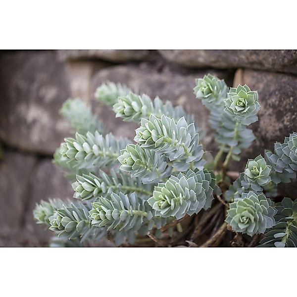 Euphorbia Myrsinites Walzen-Wolfsmilch Ca. 9x9 cm Topf günstig online kaufen