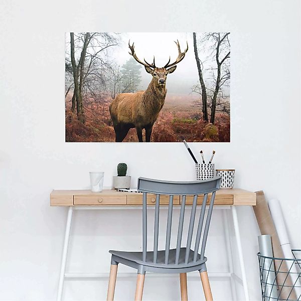 Reinders Poster "Hirsch im Wald", (1 St.) günstig online kaufen