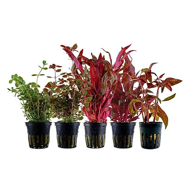 Aquaone Wasserpflanze 'Buntes' Set mit 5 Pflanzen Aquariumpflanzen Nr.224 günstig online kaufen