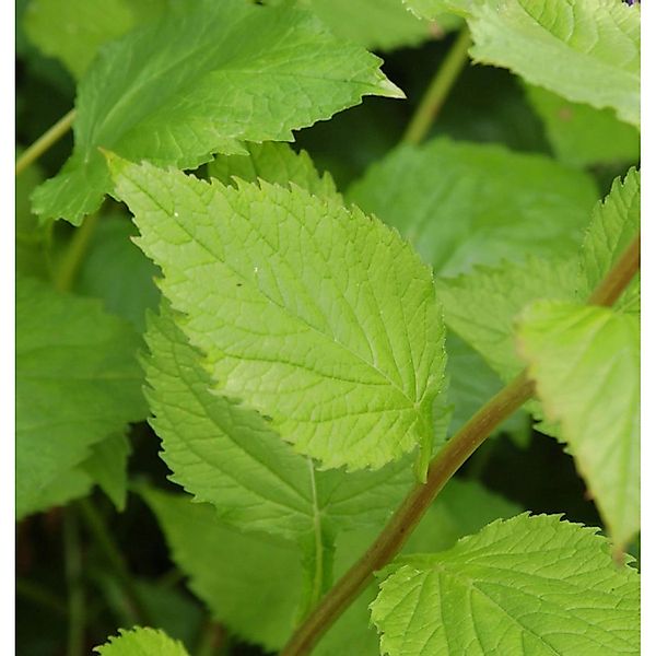 Punktierte Glockenblume Elisabeth - Campanula punctata günstig online kaufen