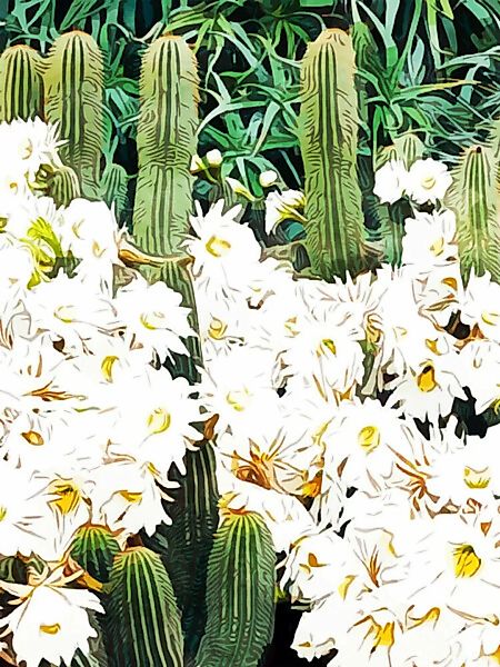 Poster / Leinwandbild - Cactus & Bloom günstig online kaufen