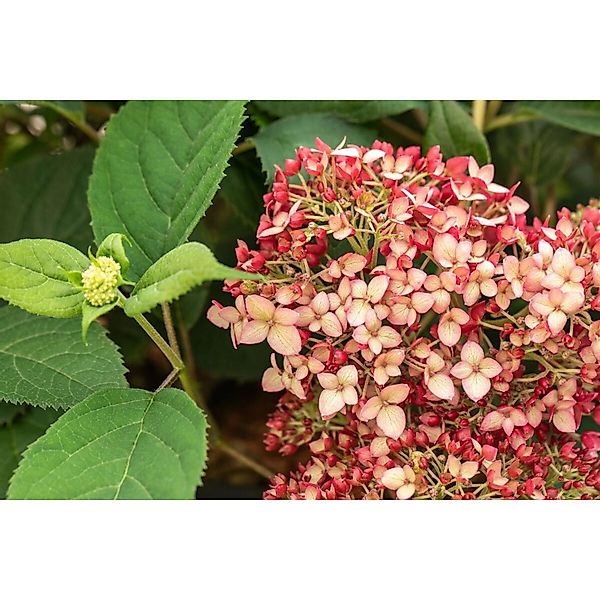 Hydrangea Arborescens Schneeballhortensie Ruby Annabelle 40-60 cm günstig online kaufen