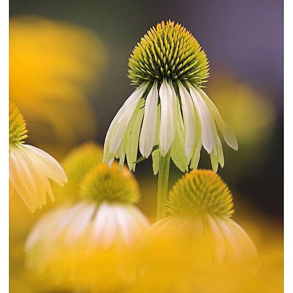 Sonnenhut Mellow Yellow - Echinacea purpurea günstig online kaufen