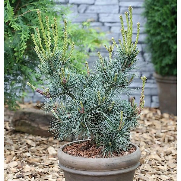 Blaue Mädchenkiefer Glauca 100-125cm - Pinus parviflora günstig online kaufen