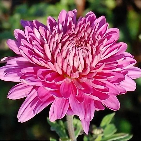 Winteraster Manito - Chrysanthemum hortorum günstig online kaufen