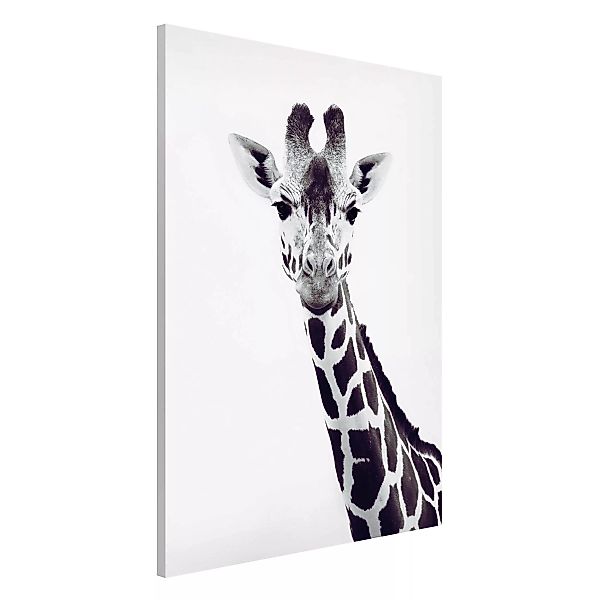 Magnettafel Giraffen Portrait in Schwarz-weiß günstig online kaufen