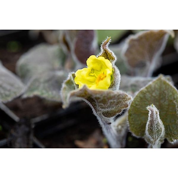Saruma Henryi Ca. 9x9 cm Topf günstig online kaufen