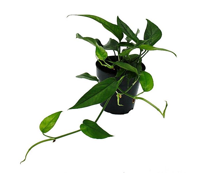 Exotenherz Zimmerpflanze Epipremnum pinnatum "Cebu Blue" - blaugrüne Efeutu günstig online kaufen