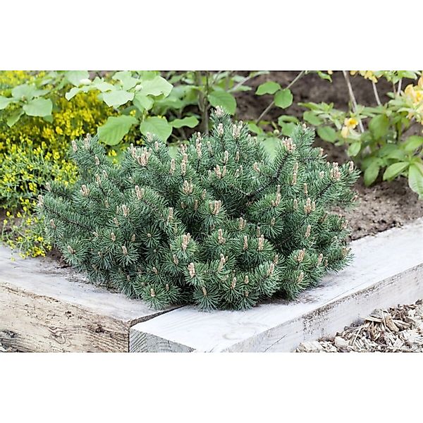 Pinus Mugo Humpy Bergkiefer Kompakt 80–100 cm günstig online kaufen