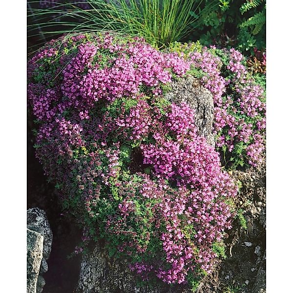 Thymus Doerfleri Bressingham Seedling Teppich Thymian Ca. 9x9 cm Topf günstig online kaufen