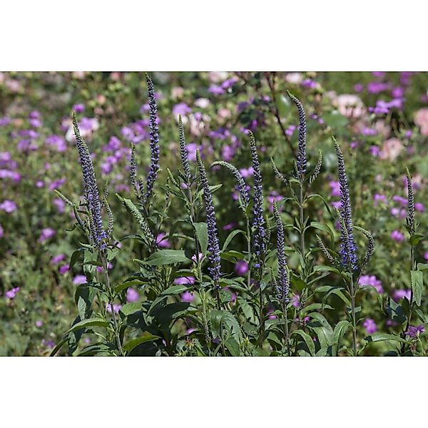 Veronica Spicata Ähriger Ehrenpreis Ca. 9x9 cm Topf günstig online kaufen