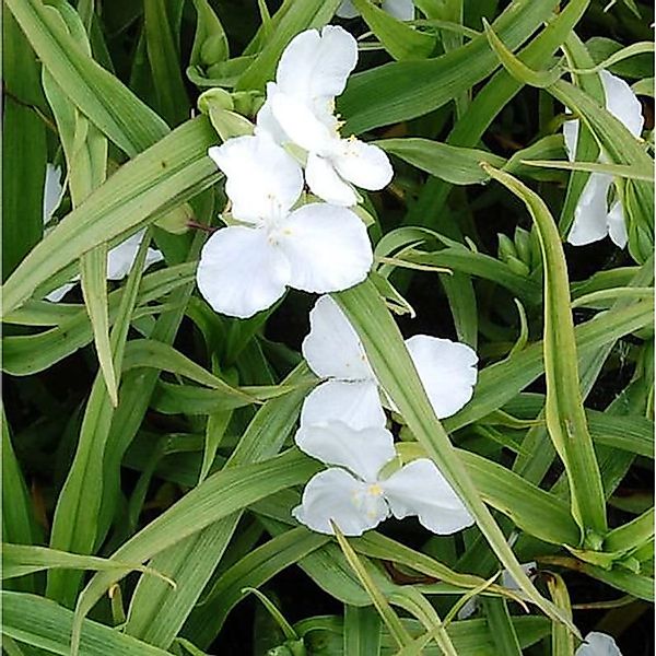 Dreimasterblumen Innocence - Tradescantia andersoniana günstig online kaufen