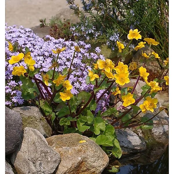Sumpfdotterblume - Caltha palustris günstig online kaufen
