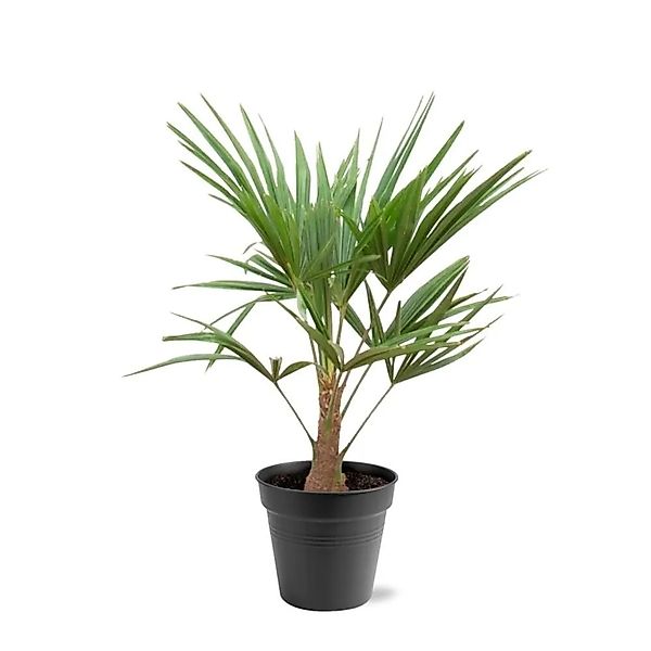 Exotenherz Chinesiche Hanfpalme Trachycarpus Fortunei 21cm Topf 90-100cm Ho günstig online kaufen