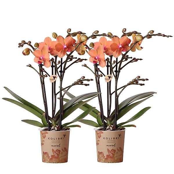 Kolibri Orchids Combi Deal von 2 Orange Phalaenopsis Orchideen Bozen Topfgr günstig online kaufen