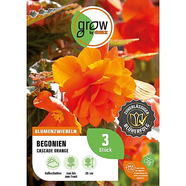 GROW by OBI Begonie Cascade Orange Höhe ca. 25 cm Begonia cascade günstig online kaufen