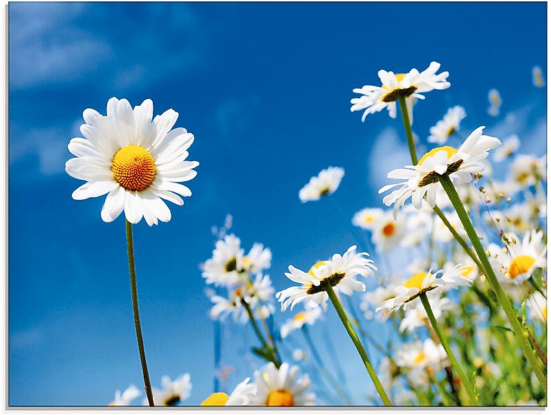 Artland Glasbild "Gänseblümchen", Blumenwiese, (1 St.), in verschiedenen Gr günstig online kaufen