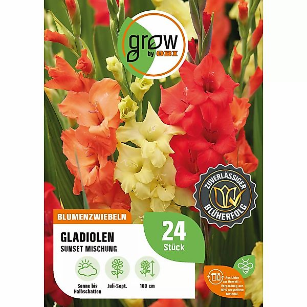 GROW by OBI Gladiolen Sunset Mischung Höhe ca. 100 cm Gladiolus grandifloru günstig online kaufen