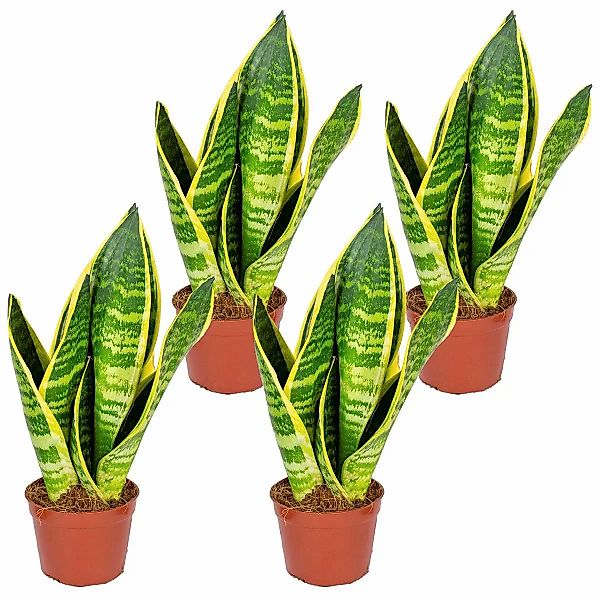 Casa Caron | Set mit 4 Sansevieria Superba günstig online kaufen