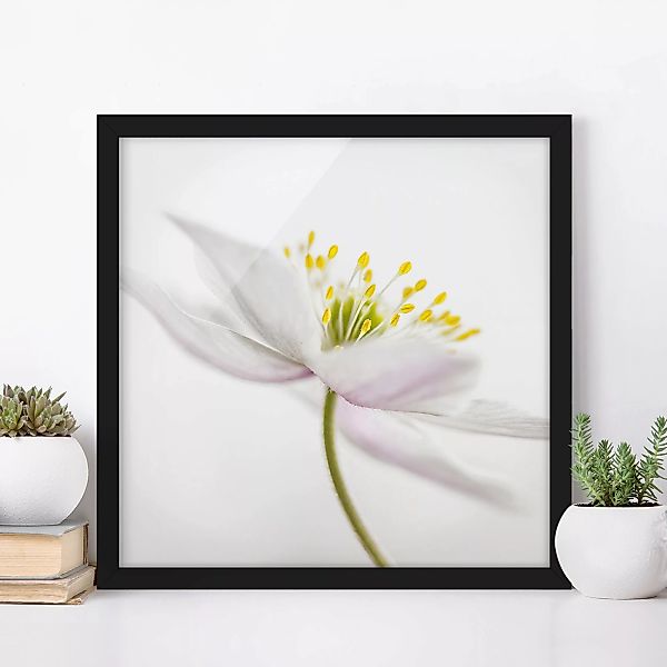 Bild mit Rahmen Blumen - Quadrat Nemorosa günstig online kaufen