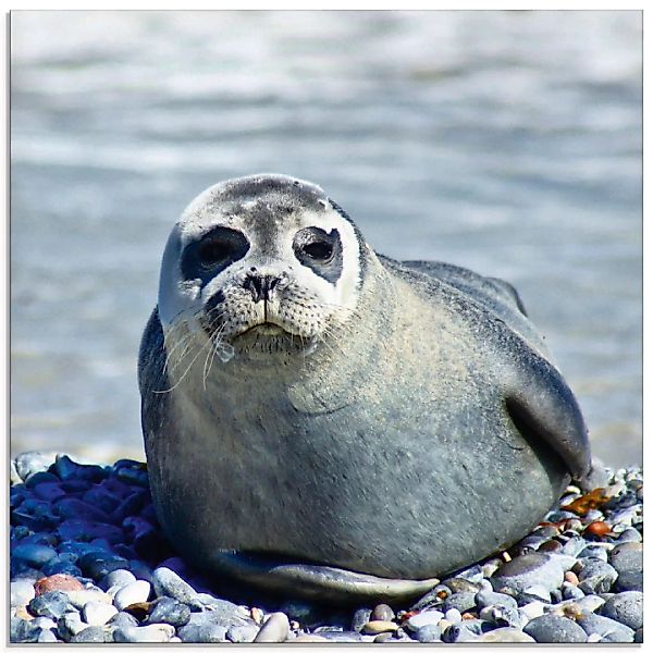 Artland Glasbild "Robbe am Strand von Helgoland", Wassertiere, (1 St.) günstig online kaufen