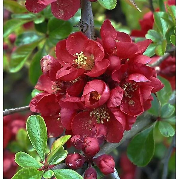 Niedrige Scheinquitte 125-150cm - Chaenomeles japonica günstig online kaufen