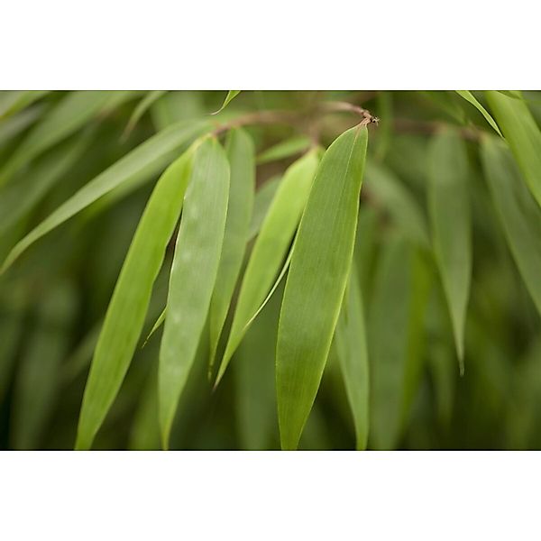 Fargesia Rufa Bambus Immergrün 100–125 cm günstig online kaufen