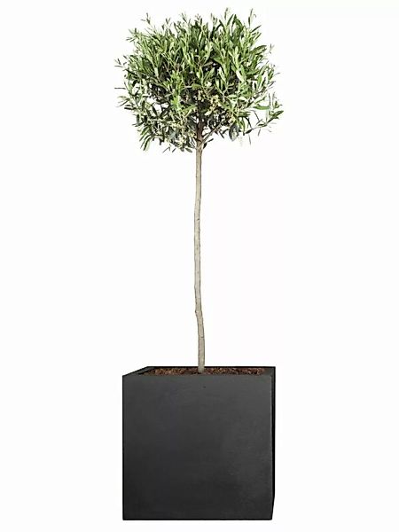 Olivenbaum (Olea europaea) Stammhhe 140 cm günstig online kaufen