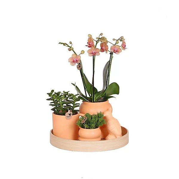 Kolibri Indoor Living Set mit pflegeleichten Zimmerpflanzen inkl. Deko Komp günstig online kaufen