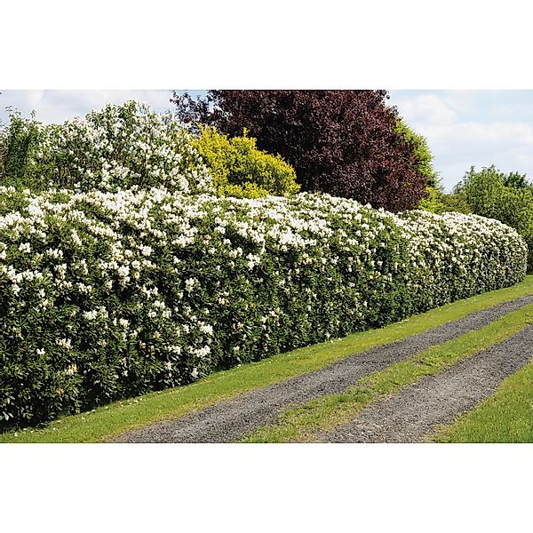 GROW by OBI Rhododendron Cunninghams White Weiß Höhe ca. 20-30 cm Topf ca. günstig online kaufen