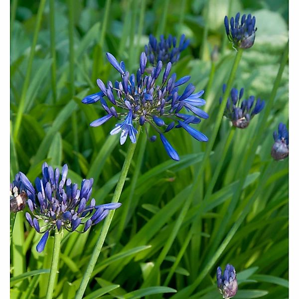 Liebesblume Schmucklilie Black Buddha - Agapanthus africanus günstig online kaufen