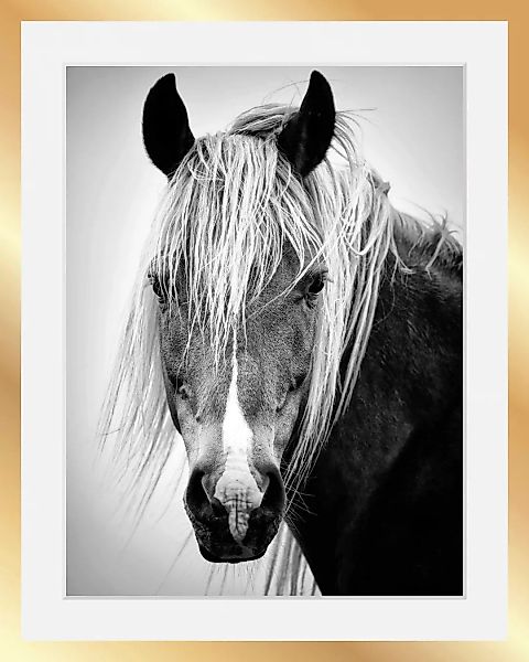 queence Bild "Pferdekopf", in 3 Größen, gerahmt günstig online kaufen