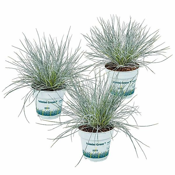 Casa Caron | 3er-Set Festuca glauca Eisvogel günstig online kaufen