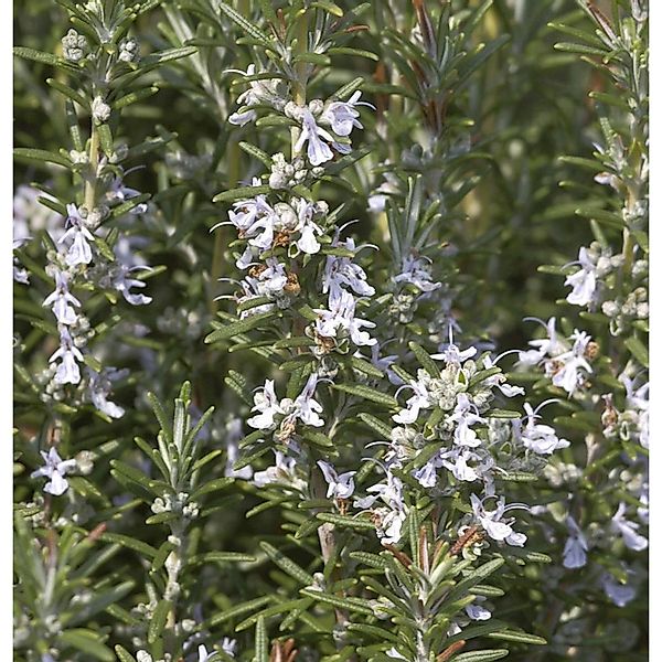 Rosmarin Veitshöchheim - Rosmarinus officinalis günstig online kaufen