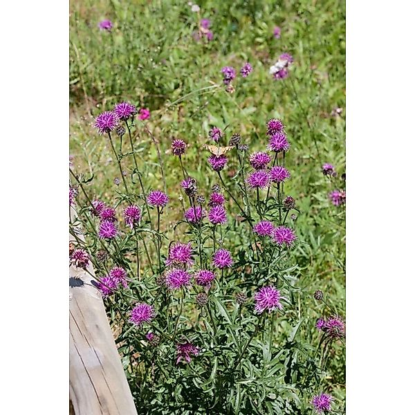 Centaurea Bella Ca. 9x9 cm Topf günstig online kaufen