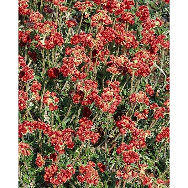 Antennaria Dioica Rotes Wunder Katzenpfötchen Ca. 9x9 cm Topf günstig online kaufen