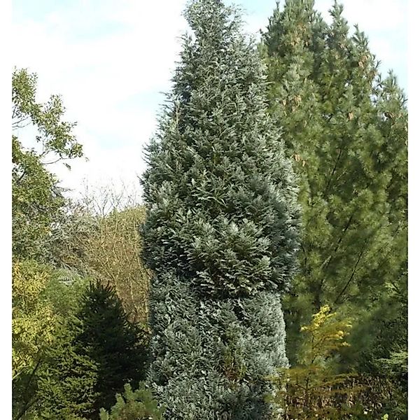 Scheinzypresse Pelts Blue 60-80cm - Chamaecyparis,awsoniana günstig online kaufen
