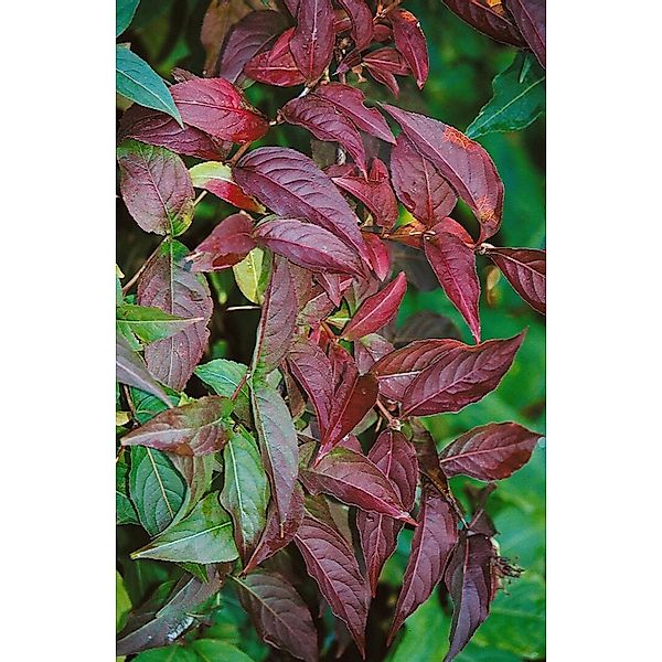 Diervilla Lonicera Buschgeißblatt 40–60 cm günstig online kaufen