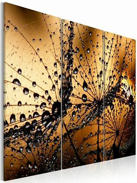 artgeist Wandbild Dandelions im Tau braun-kombi Gr. 60 x 40 günstig online kaufen