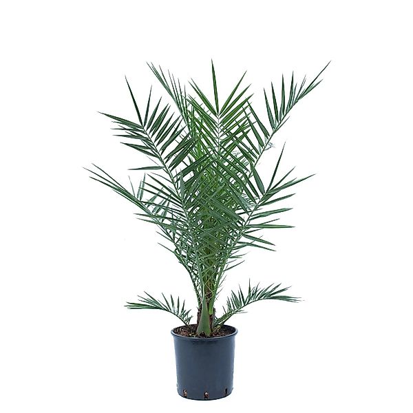 GROW by OBI Kanarische Dattelpalme ca. 80/100 cm Topf ca.7 l Phoenix canari günstig online kaufen