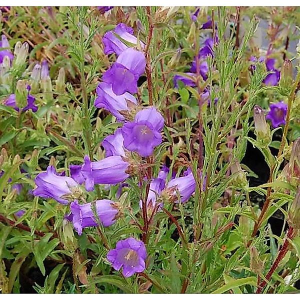 Marienglockenblume Blau - Campanula medium günstig online kaufen