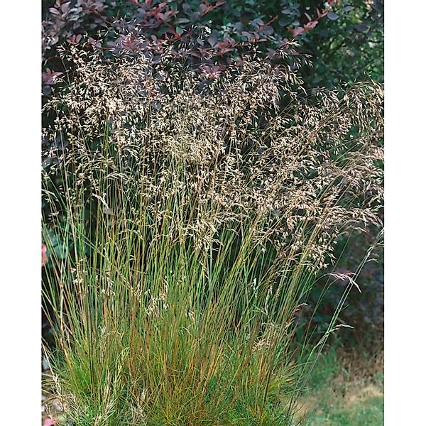 Deschampsia Flexuosa Draht-Schmiele Ca. 9x9 cm Topf günstig online kaufen